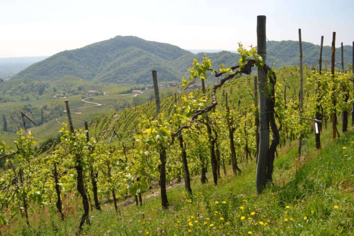 PRIMAVERA DEL PROSECCO - immagine 2