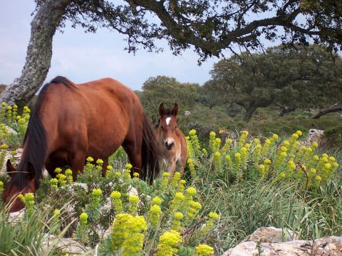 SARDEGNA, TRA PAESAGGI, STORIA E TRADIZIONE - immagine 6